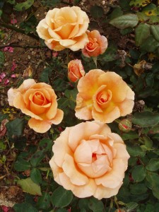 SPECIAL OCCASION (hybrid tea)